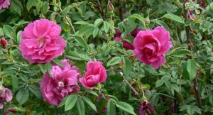 HANSA (Rugosa)